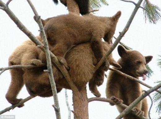 20120901 아기곰, 곰나무 2.jpg “도망가자!” 나무타기 놀이하는 ‘귀요미’ 아기곰들 